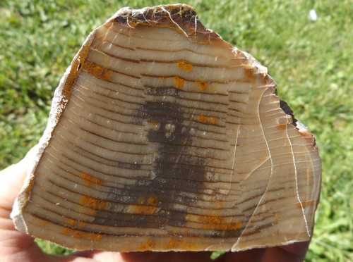 DIG-N-UTAH: PETRIFIED WOOD POLISHED # L 441 - Picture 3 of 5