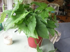 #7925 Syngonium podophyllum Schott Araceae Arrowhead vine green LOT OF 5 CUTTING