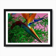 Bird of Paradise Art Print Framed Wall Art Poster Canvas Print Picture