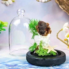 Taxidermy Octopus display collectible dome  Oddities Curiosities Nautical