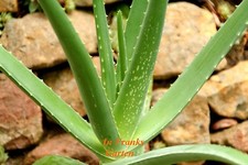 nobusan aloe vera SNP Aloe Vera Soothing Gel 300G – Sasa Global eShop main image 0