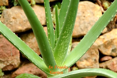 Aloe vera / barbadensis, Heilaloe, echte Aloe, Heilpflanze, 5 Samen |  eBay.de