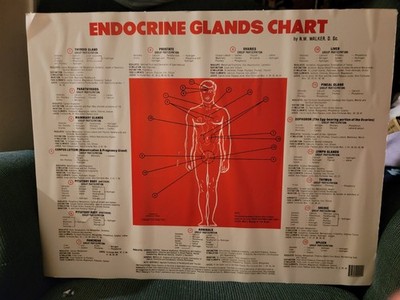 Endocrine Glands Wall chart N. W.Walker, D. Sc.  22''L X 17''H Health & Wellness
