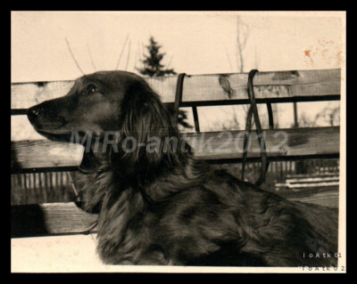 Foto, Rassehundeschau Erzgeb., Teckel i.d.Ausbildung, ein Langhaar 5026-1229