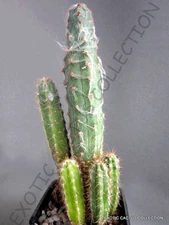  RARE PILOSOCEREUS GLAUCESCENS exotic succulent cacti cactus plant seed 20 SEEDS