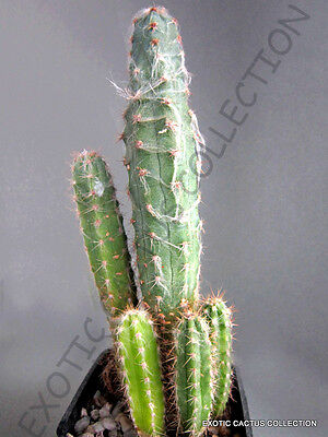 *Exotic* Mexican Fire Barrel Cactus, Ferocactus pilosus 20 Seeds From Canada 
