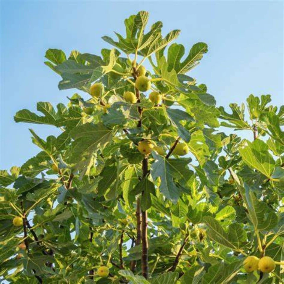 Chicago Hardy Fig Tree – Cold Hardy Fruit – Live Plant –1 Gallon - Image 4 of 4
