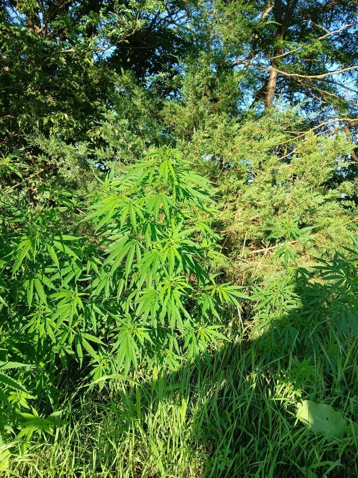 Упаковка из 100 семян теплицы для выращивания собственных семян конопли - Изображение 3 из 4