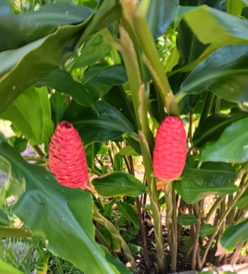 2 Awapuhi Shampoo Ginger Rhizomes Zingiber Zerumbet Pinecone Ginger Roots