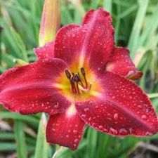 RED VOLUNTEER 3 Daylily root fans