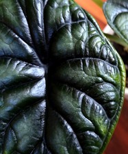 Rare Alocasia Baginda Dragon Scale 11" Tall Not Anthurium Monstera Philodendron