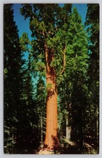 Vintage General Sherman Tree Sequoia National Park Photochrome Postcard