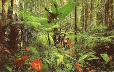 Postcard HI Hawaii Rain Forest Giant Tree Ferns Red Anthuium Unused  c1960