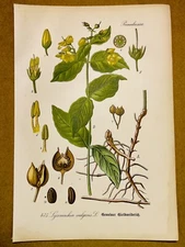 1886 ANTIQUE PICTURES LITHOGRAPH ART PRINT BOTANY FLOWER FLORA NATURE DECO PO...