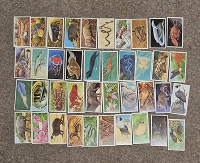 Vintage Brooke Bond Incredible Creatures Komplettsatz 40/40 Karten PG Tips