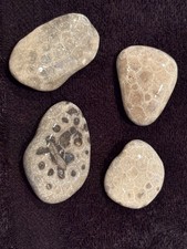 Unpolished Petoskey Stone Lot Only Michigan Rocks Fossil Coral Great Lakes Beach