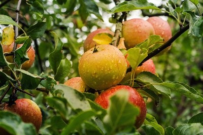 Apfelbaum Stecklinge Cox Orange winterharte Pflanzen Blumen für den Garten ---