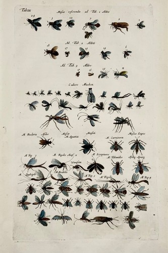 Gravure Ancienne 1657 – Corbeau – Merian – Colorée Main – Format Folio – Certifiée Originale