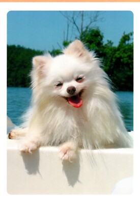 Funny Happy Birthday White Pomeranian Puppy Dog Hallmark Greeting Card Ebay