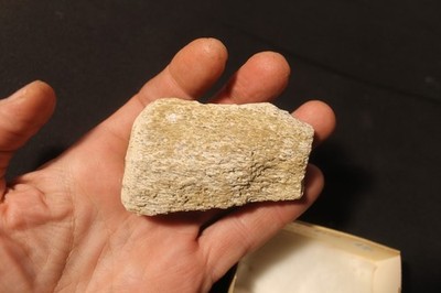 Fossil Whale Bone Specimen, Palos Verdes, California