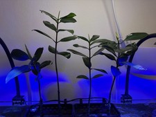 Roter Mangroven Keimling für Meerwasser Riffaquarien - im Meerwasser vorgezogen 