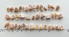 40 Mushroom Shell Beach Seashells Tree Natural Shaped Fragment Craft Dollhouse B