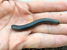 Slate Millipede  (Comanchelus chihuanus )