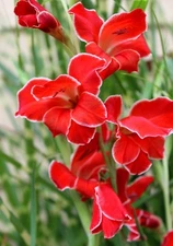 10 - HARDY GLADIOLUS ATOM Flower Bulbs  * U S Seller * Spring Shipping Perennial