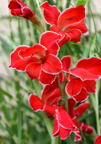 Ozark Mountain Plants Hardy Gladiolus Atom Flower Bulbs