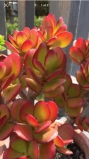 RARE RED AKAI Jade Succulent Crassula Ovata Live Plant 1 Cutting