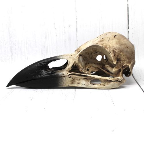 From Scan of TOWER OF LONDON Raven Skull Hand Painted Macabre