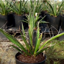 Yucca carnerosana, 5 lat, 3 ltr. doniczka