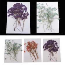 1 Set echte gepresste Trockenblumen getrocknet f&uuml;r Harz Schmuck Handyh&uuml;lle Kunst und