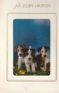 1 ONE POLISH Birthday Greeting CARD Dogs 3 Puppies