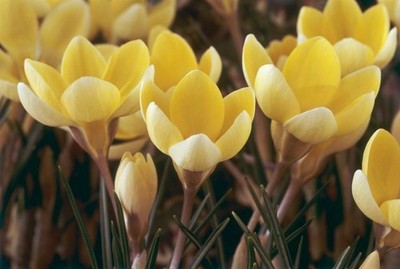 Duftende Wild-Krokusse ''Romance'' f.d. Bienenweide 100/200/500/1000 Blumenzwiebel