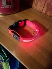 Romeo Hundehalsband mit LED Licht