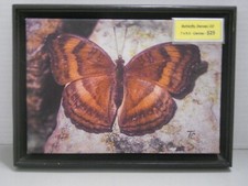Butterfly Denver, Colorado Photography Wall Art ,Family