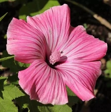Rose Mallow Hibiscus Live Plant - 12"+ Tall - Hardy Perennial Hibiscus