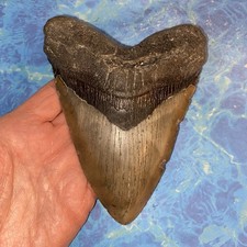 MEGALODON SHARK TOOTH 5.67 HUGE TEETH MEG SCUBA DIVER DIRECT FOSSIL NC 0035