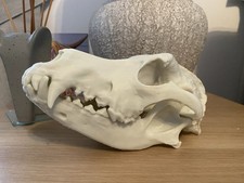 Artificial Dog Skull Replica Animal Bones Oddity Taxidermy Halloween Skulls