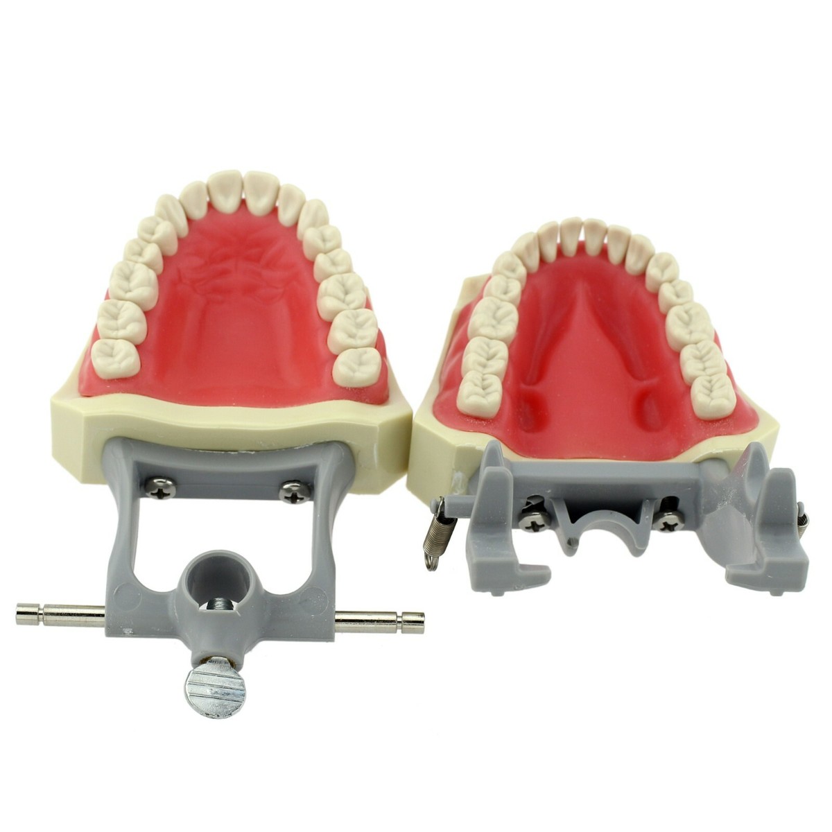 Dentale M8030 Typodont Restauro Modello 32 Pz Denti Columbia 860 - Foto 8