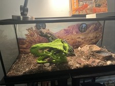 Bearded Dragon Reptile Habitat Essentials Tank Accessory Set