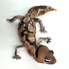 Figura de acción Bandai Gashapon Gecko cola gruesa de África Occidental AVANZADO Zulú 18 cm