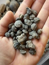 Trilobite Enrolled Mini Fossil Devonian Morocco Phacops