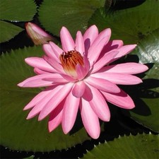 Pink Night Tropical Water Lily / Blooming Size Plus a Free Bog Plant