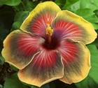 TAHITIAN IMPERIAL TOPAZ Tropical Hibiscus -- Plant in 4.5" pot — photo 1