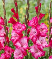 CANTATE Large Flowering Gladiolus- Top Size 12/14 cm Bulbs - US Seller