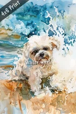 Dog Shih Tzu enjoying a beach day watercolor Art 4x6 Print