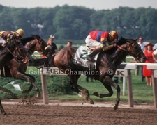 A.P. Indy  1992 Belmont Stakes Photo 8" x 10 - 24" x 30" 