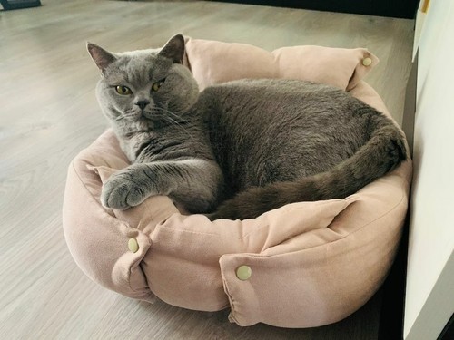 Multifunktionales Schlafsofa für Hunde / Katzen Wildlederimitat echtes weiches Kissen S - XL  - Bild 3 von 16